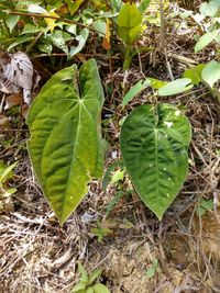 Anthurium papillilaminum Croat