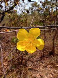 Cochlospermum regium (Schrank) Pilg., Plants of the World Online