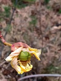 Cochlospermum regium (Schrank) Pilg., Plants of the World Online