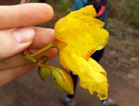 Cochlospermum regium (Schrank) Pilg., Plants of the World Online