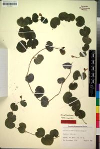 Culcasia rotundifolia Bogner