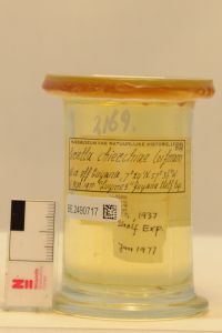 gbif image for Siriella chierchiae