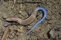 FAUNA E FLORA DO RN: Lagarto-de-cauda-azul Micrablepharus maximiliani  (REINHARDT & LÜTKEN, 1862) ; Fauna do Rio Grande do Norte.