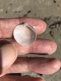 gbif image for Cyclinella tenuis