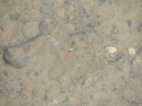 File:FMIB 46434 Brine Shrimp (Artemia salina).jpeg - Wikimedia Commons