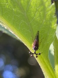 Bocydium globulare (Fabricius, 1803)