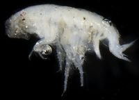 gbif image for Metharpinia floridana