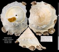 gbif image for Onustus Onustus caribaeus