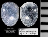 gbif image for Erycina periscopiana