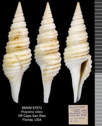 gbif image for Polystira vibex