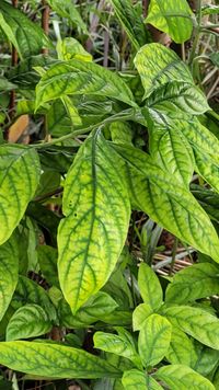 Pseuderanthemum graciflorum, Pseuderanthemum graciliflorum