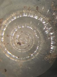 gbif image for Glyphyalinia cryptomphala