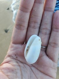 gbif image for Oliva scripta