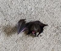 gbif image for Myotis keenii