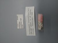 gbif image for Cerithiopsis crystallinum