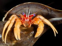 gbif image for Paguristes moorei