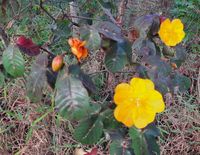 Cochlospermum regium (Schrank) Pilg., Plants of the World Online