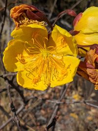 Cochlospermum regium (Schrank) Pilg., Plants of the World Online