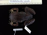 trichobatrachus robustus