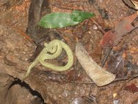 Specimen of Atheris squamigera (CAS 207868) from Bioko Island