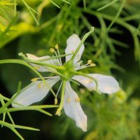 Image of nigella