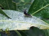 Bocydium globulare (Fabricius, 1803)