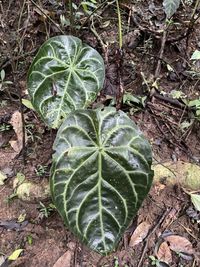 Anthurium magnificum Linden