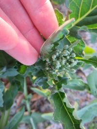 Image of sprouting broccoli summer purple