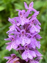 Dactylorhiza fuchsii (all from Mt. Javor, SW Serbia, 15.06.2013