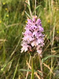 Dactylorhiza fuchsii (all from Mt. Javor, SW Serbia, 15.06.2013