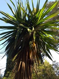 Yucca elephantipes Regel ex Trel.