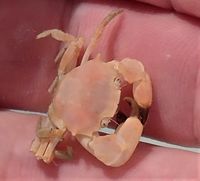 gbif image for Tetraxanthus bidentatus