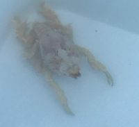 gbif image for Symethis variolosa