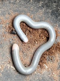 Cobra-cega (Typhlops reticulatus).