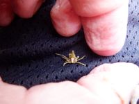 gbif image for Epialtus Epialtus dilatatus