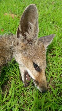 Bengal Fox: Vanishing Jewel of the Grassland