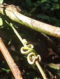 Atheris chlorechis - Wikipedia