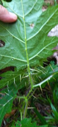 Sarzedo Ecologia: Juá (Solanum aculeatissimum)