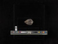 gbif image for Quadrula pustulosa