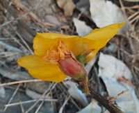 Cochlospermum regium (Schrank) Pilg., Plants of the World Online