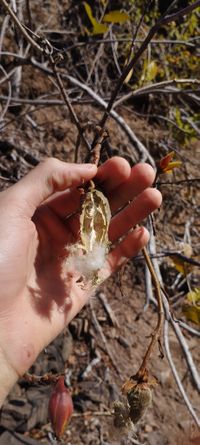 Cochlospermum regium (Schrank) Pilg., Plants of the World Online