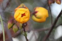 Cochlospermum regium (Schrank) Pilg., Plants of the World Online