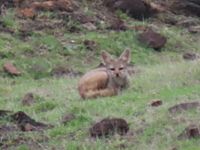 Bengal Fox: Vanishing Jewel of the Grassland