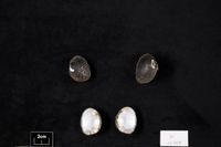 gbif image for Fusconaia infucata