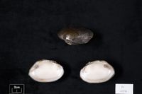 gbif image for Elliptio downiei