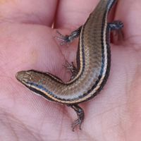 FAUNA E FLORA DO RN: Lagarto-de-cauda-azul Micrablepharus maximiliani  (REINHARDT & LÜTKEN, 1862) ; Fauna do Rio Grande do Norte.