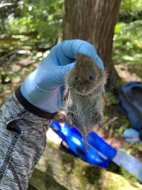 Minnesota Profile: Northern bog lemming (Synaptomys borealis), September–October 2022, Minnesota Conservation Volunteer