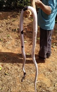 Cobra-preta (Pseudoboa nigra) · BioDiversity4All