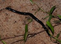Cobra-cega (Typhlops reticulatus).