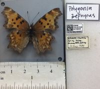 gbif image for Polygonia zephyrus